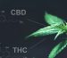 thc-and-cbd2